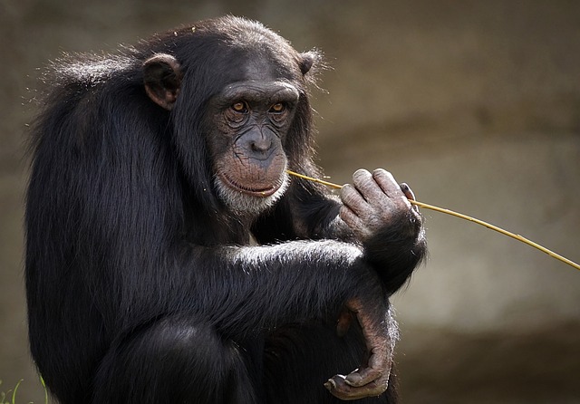 Chimpanzees: Our Fascinating Relatives in the Animal Kingdom