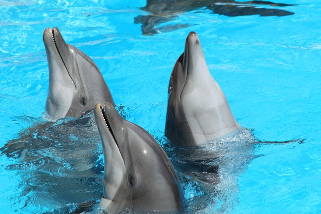 How Do Dolphins Communicate? The Secrets of Their Language