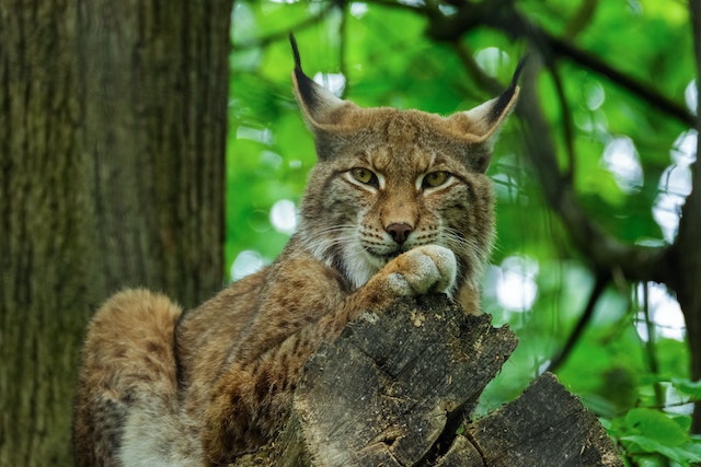 Conservation Status of Siberian Lynx