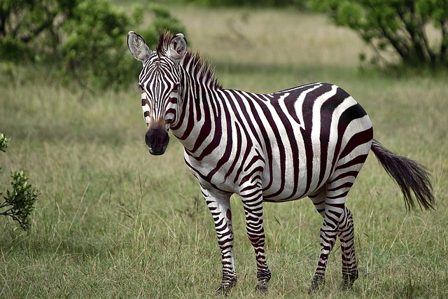 Despite the many studies that have been conducted on zebra stripes, there is still controversy over the purpose of these patterns.