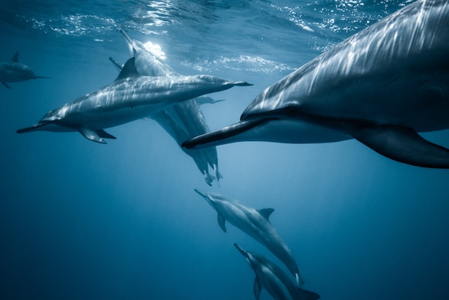 Communication Skills of Dolphins