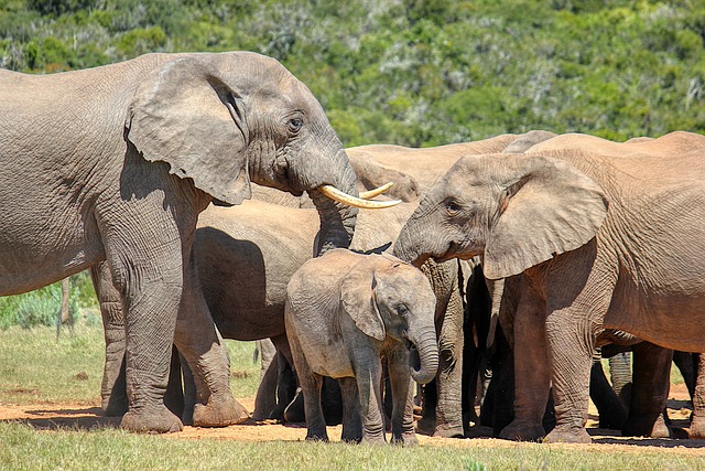 Elephant Herd / Family