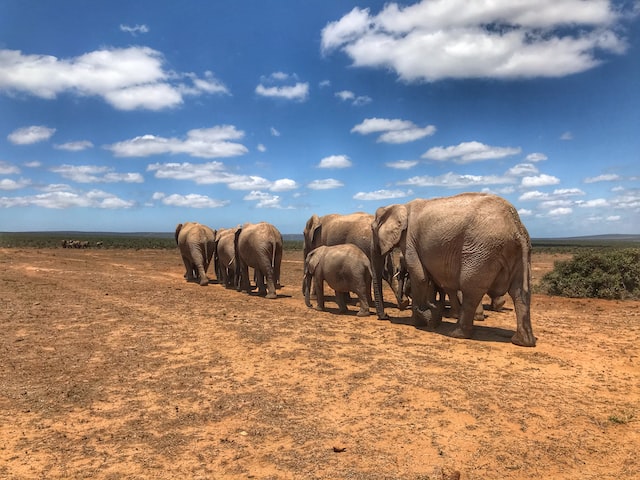 Elephant Migration