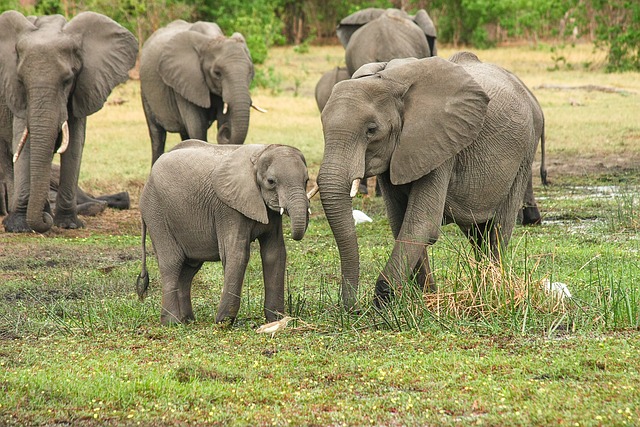 Elephant herds are typically led by a matriarch, a female elephant who has earned the respect and trust of the other members of the group