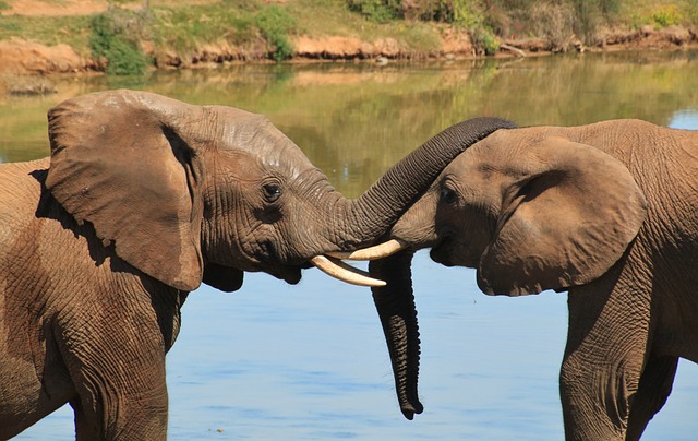Elephant Trunks: Unlocking the Marvels of the Nature's Wonder