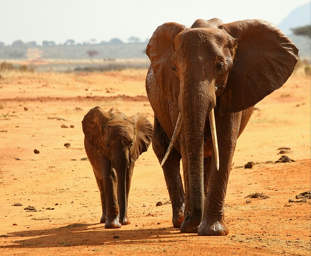 Elephants are facing numerous threats in the wild, including habitat loss, poaching, and human-wildlife conflict