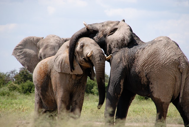 Elephants are highly social animals and are able to recognize and remember other members of their herd, even after long periods of separation