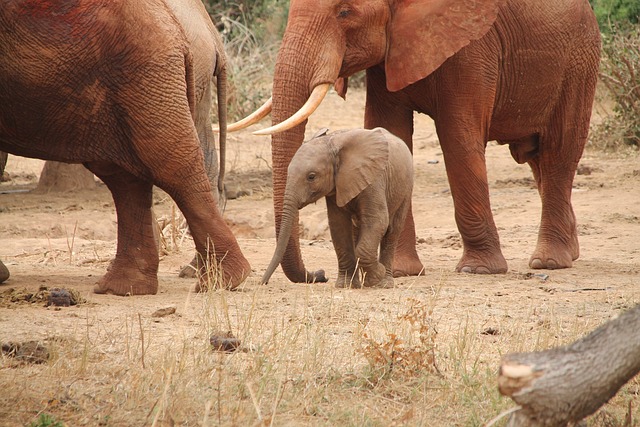 Elephants are highly social animals, and the relationships within the herd are complex and multifaceted