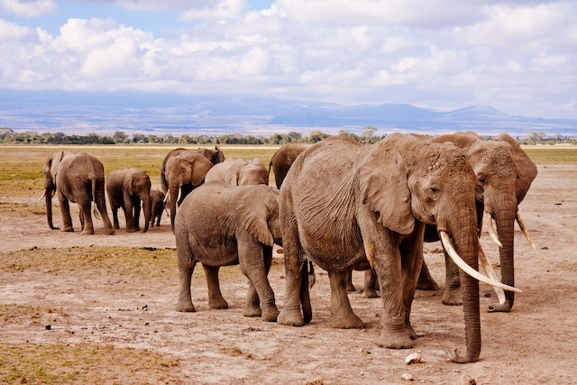Elephants are known for their impressive problem-solving skills, which they use to navigate their environment and interact with other members of their herd