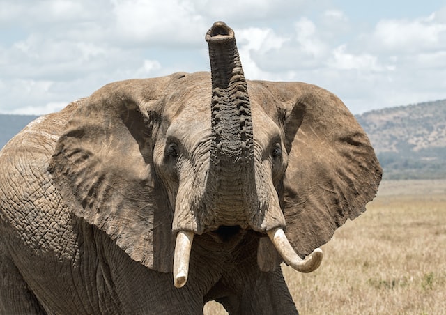 Elephants engage in various playful behaviors, both physically and socially. They often trumpet, head-shake, and roll around in mud, which can be interpreted as physical displays of playfulness