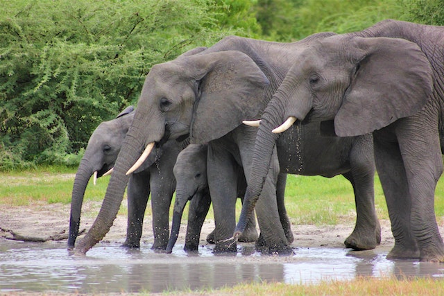 Elephants have excellent long-term memories and are able to remember past experiences and locations
