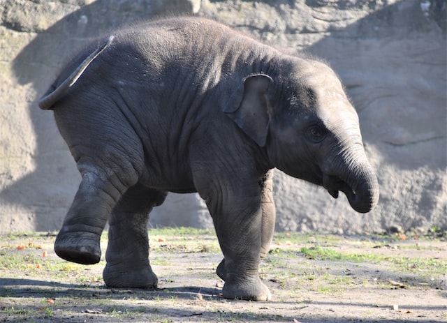 Elephants in captivity are often used for entertainment purposes, such as circuses and rides