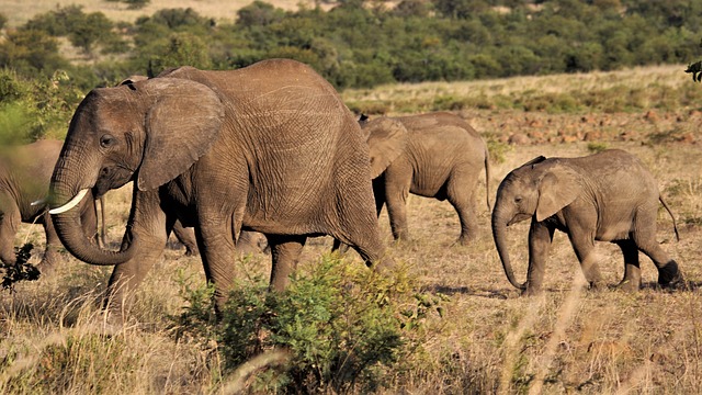 Elephants use a complex system of communication that involves vocalizations, body language, and infrasonic sound waves that are inaudible to humans