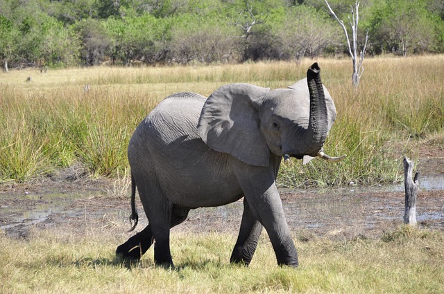 Elephants Talk Unveiled: Amazing Ways of How They Communicate - Travlean