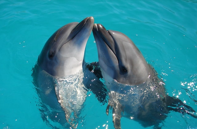 Emotional Intelligence of Dolphins