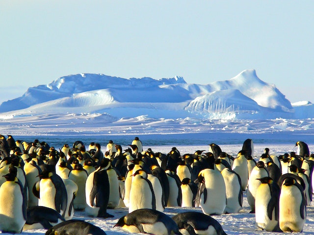 Environment - Emperor Penguins