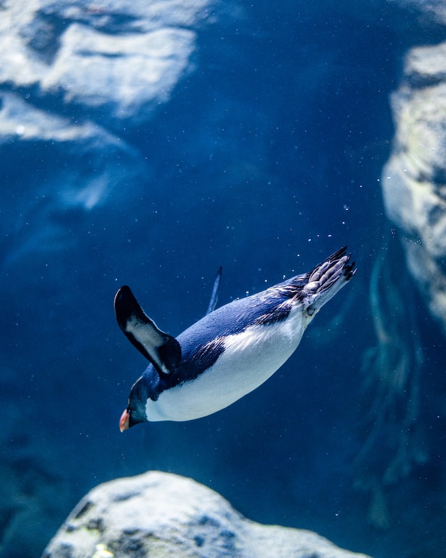Emperor Penguins - Diving