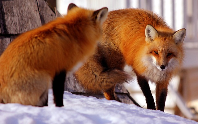 Foxes are social animals and live in family groups, known as leashes, skulks, or troops. 