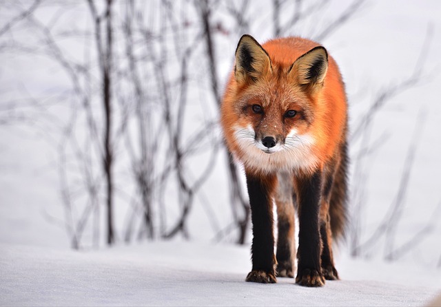 Foxes face a number of threats to their populations. Habitat loss and fragmentation are major threats, as are diseases such as mange and distemper.