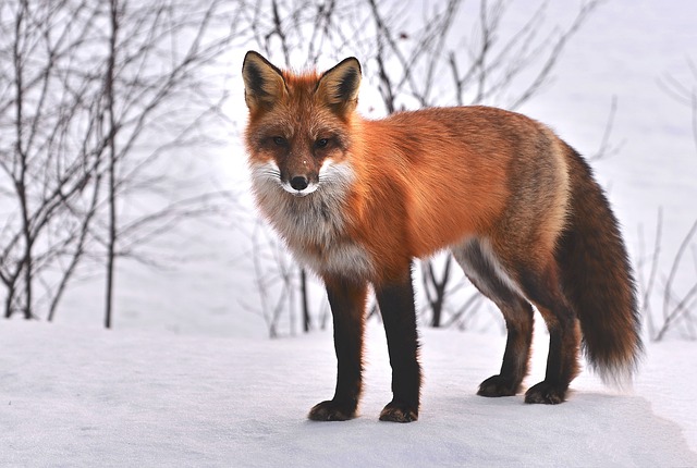 Foxes have a number of physical adaptations that make them successful hunters