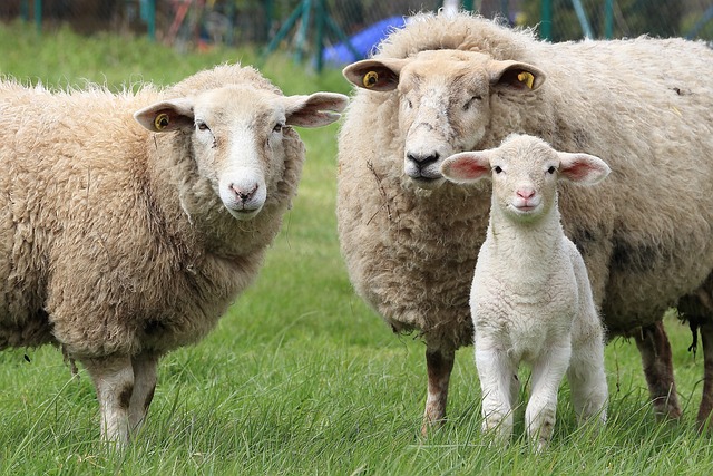 From Wool to Milk The Many Uses of Sheep in Modern Industry