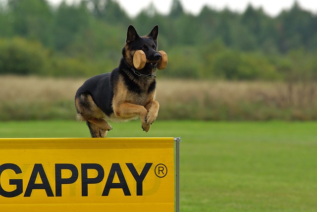 German Shepherds are highly intelligent and easy to train, which is a critical trait for service dogs