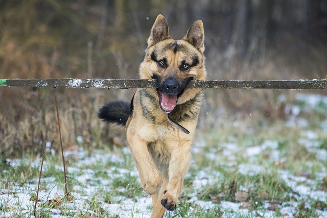 German Shepherds are highly intelligent and have a strong desire to please their handlers