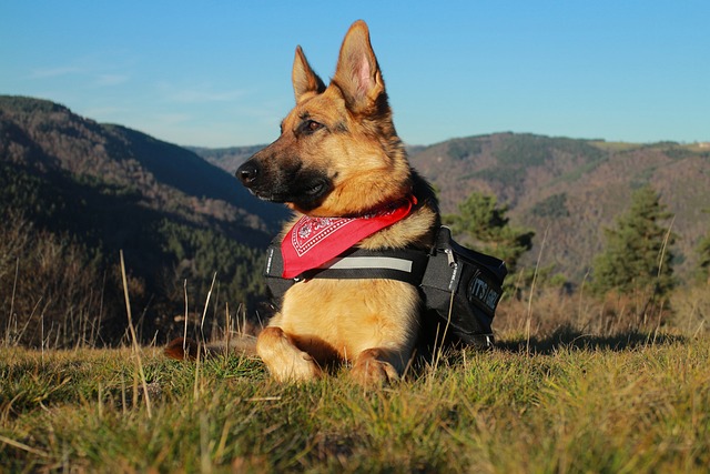 German Shepherds are known for their unwavering loyalty and dependability, which are essential traits for service dogs