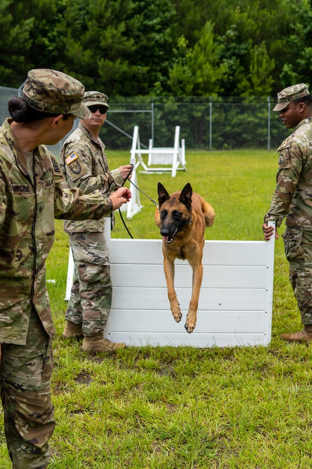 German Shepherds are naturally athletic and muscular, making them well-suited for physically demanding tasks such as chasing and apprehending criminals