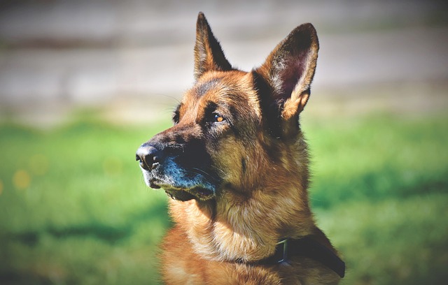 German Shepherds have a keen sense of smell and hearing, making them excellent at tracking and detecting scents