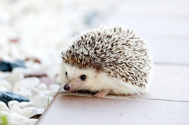 Hedgehogs A Look into Their Natural Habitat and Behaviors