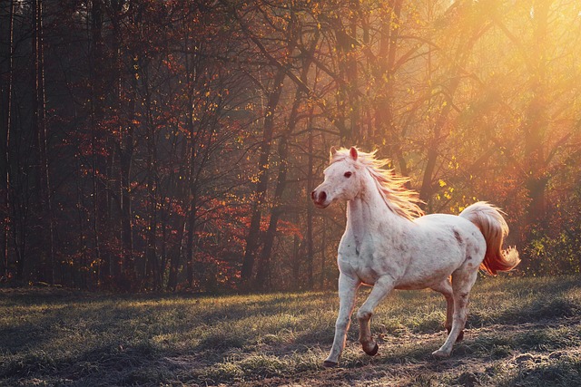 Horses are magnificent creatures in their natural habitats, and photographers who specialize in wildlife photography have captured stunning images of horses in the wild