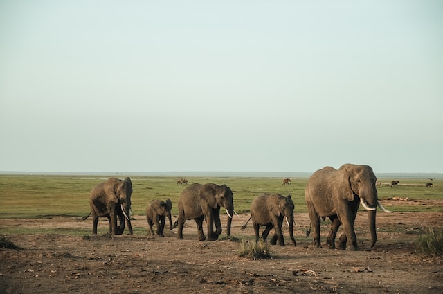 How Elephant Migration Works