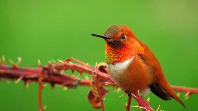 Hummingbirds are incredibly small, with some species weighing as little as 2 grams.