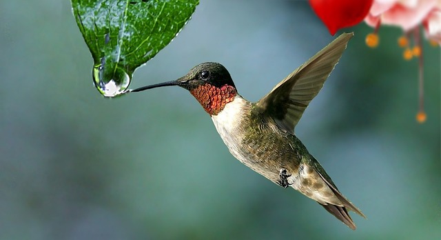 Hummingbirds can be found in a wide range of habitats, from deserts and forests to mountains and coastal regions.