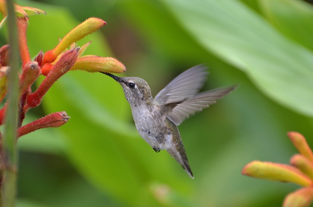 Hummingbirds play a crucial role in pollination, as they are able to access nectar from flowers that other pollinators cannot.