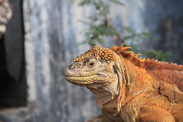 Iguanas are among the most popular reptile pets in the world, known for their striking appearance, gentle demeanor, and unique personalities