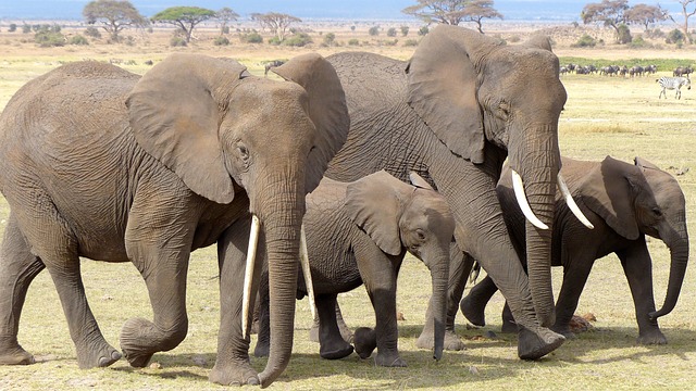 Importance of elephant conservation