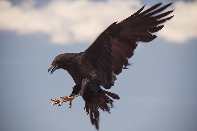 In addition to their intelligence, ravens are also known for their playful behavior.
