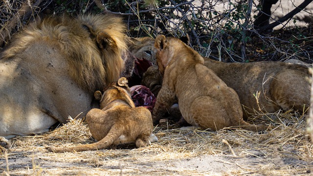 Lions are apex predators and hunt a variety of prey, including wildebeest, zebras, and gazelles