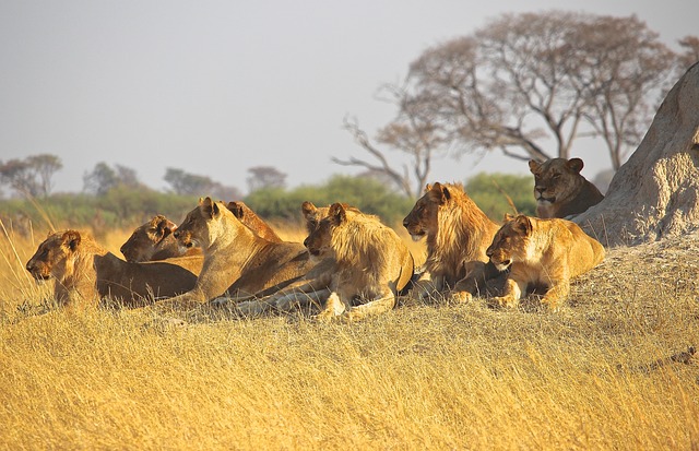 Lions are social animals and live in groups called prides