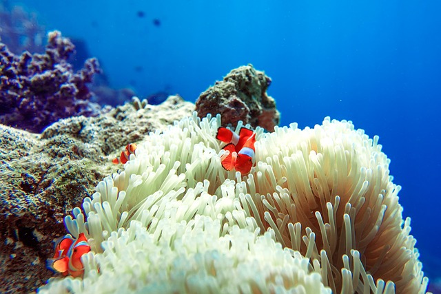 Maintaining Coral Reef Balance