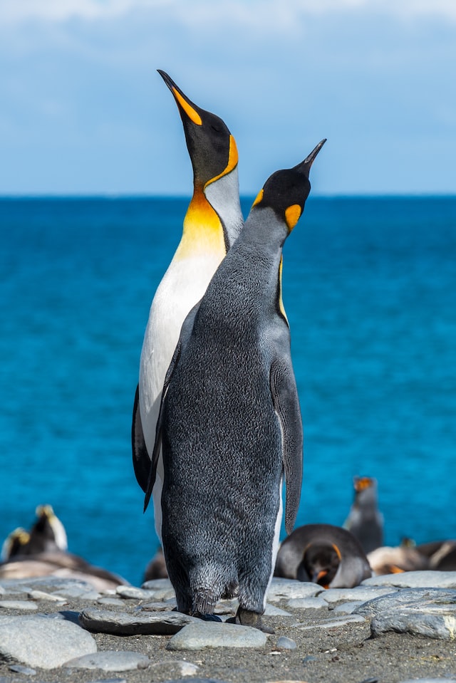 Mating rituals of Emperor Penguins