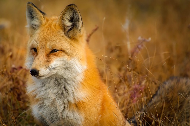 One of the most well-known characteristics of foxes is their cunning and intelligence