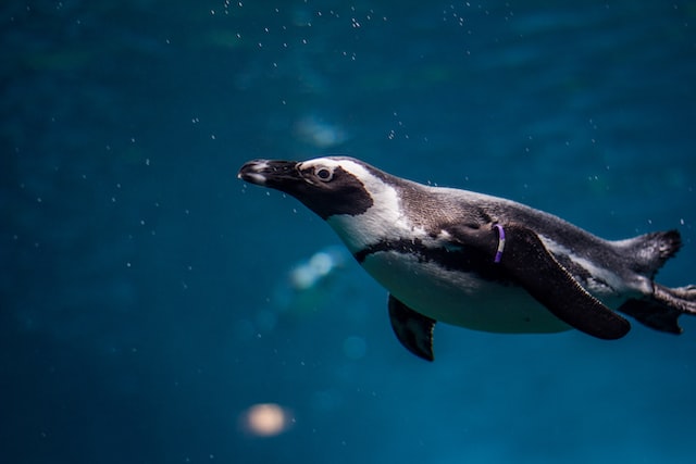 Penguins Under the Ice A Hidden World Revealed
