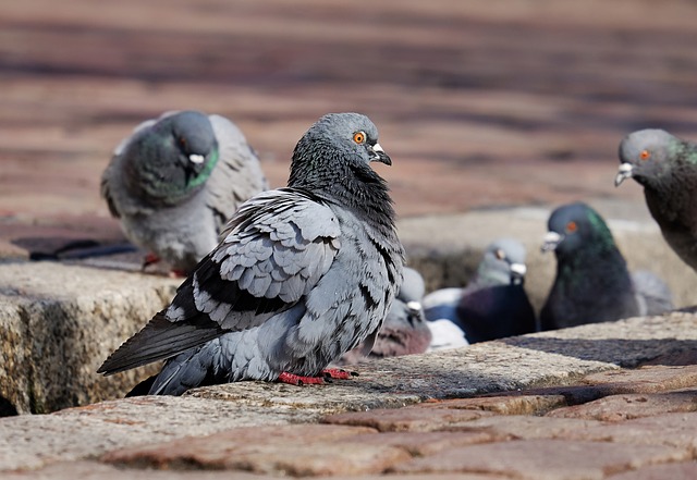 Pigeons also use chemical signals to communicate with each other