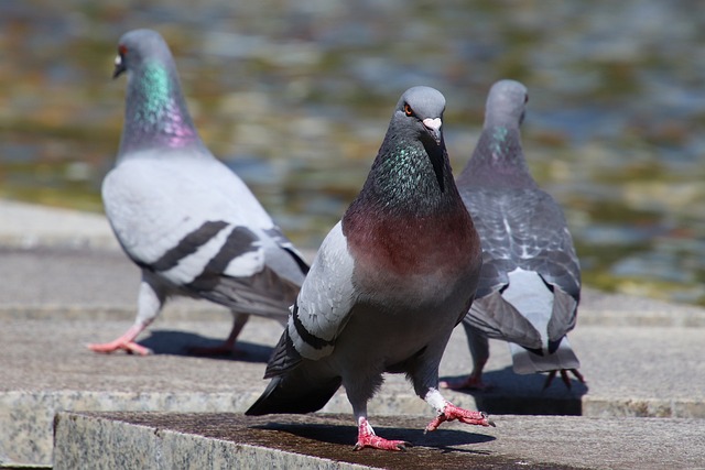 Pigeons have a range of cooing and call sounds that they use to communicate with each other