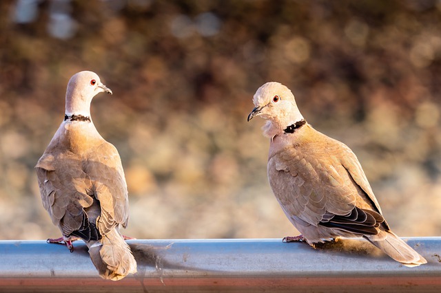 Pigeons use a wide range of visual signals to communicate with each other