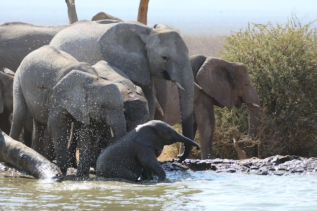 Playfulness is an important aspect of social bonding and communication among elephants