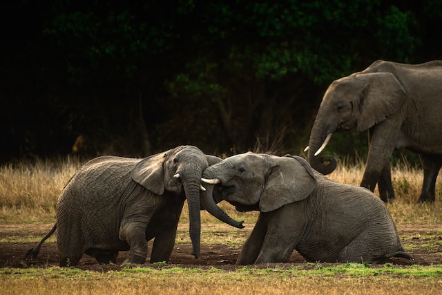 Playing Elephants